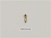 藏品(臺美波紋蛾)的圖片